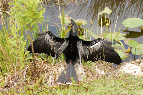 Anhinga