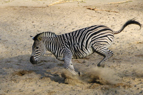 Zebra op hol