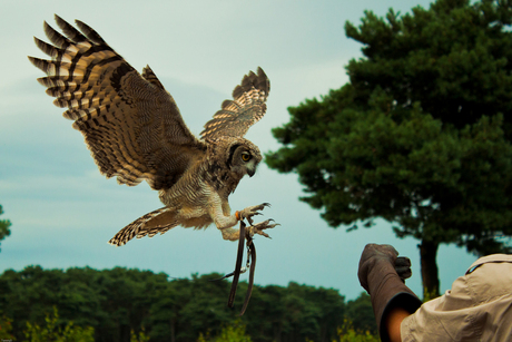 Landing Owl