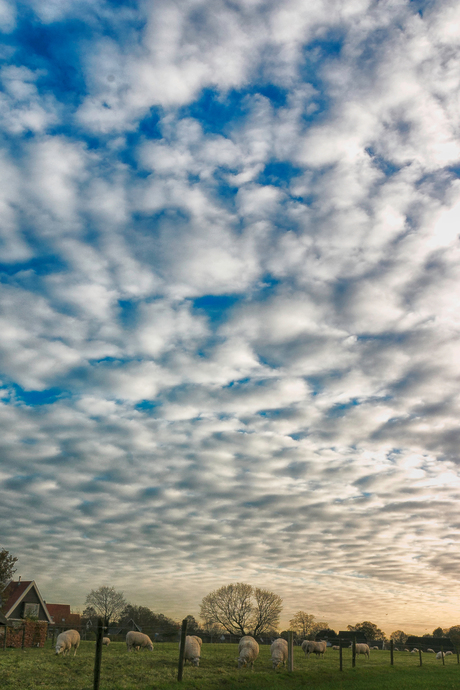 schapen wolken