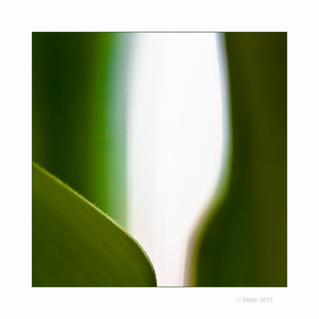 Tulp creatie(f) 7