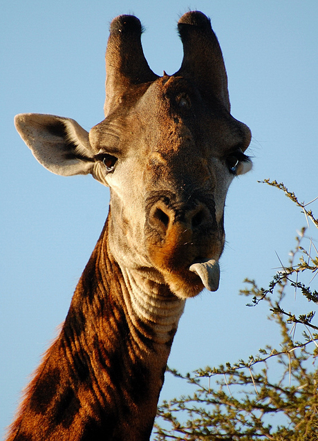 giraffe met uitstekende tong