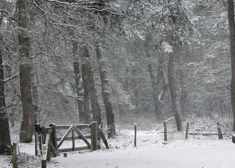 Winter op de Veluwe