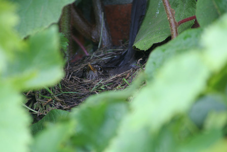 merel in nest