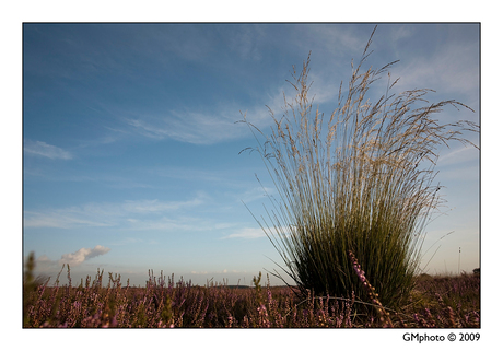 Regte Heide