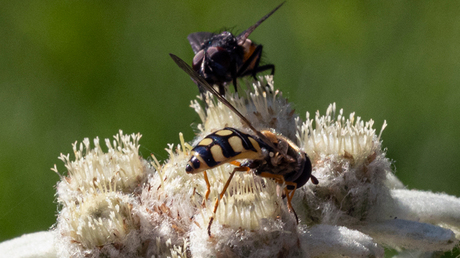 druk bezochte edelweiss_190620_3272