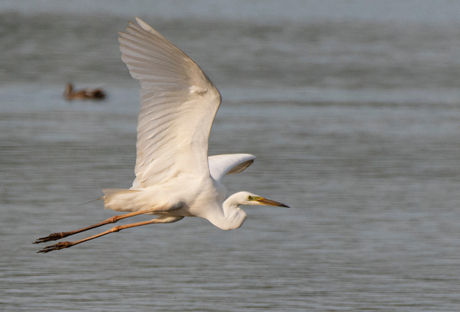 Grote zilverreiger in vlucht