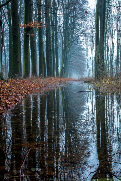 Water in het bos