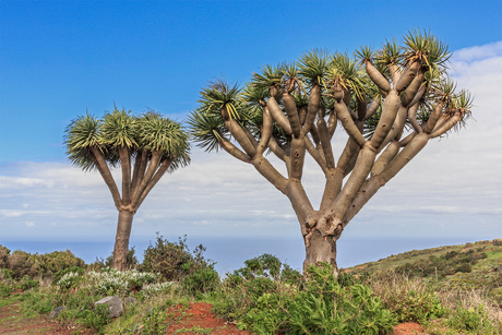 drakenbloedbomen