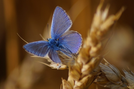 Een blauwe vlinder