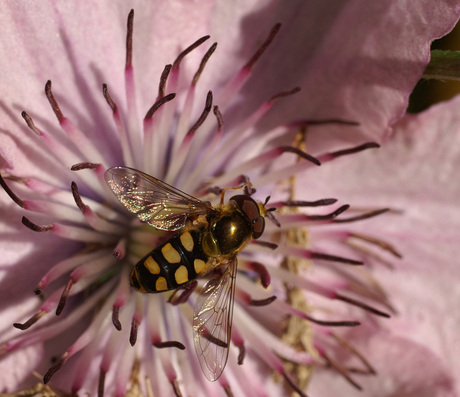 Clematis / Zweefvlieg