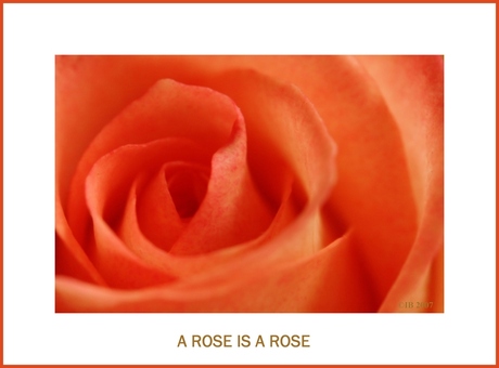 a rose is a rose 4