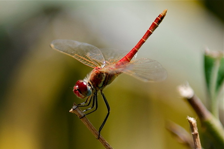 red dragonfly