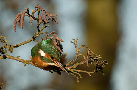 IJsvogel net voor de aanval