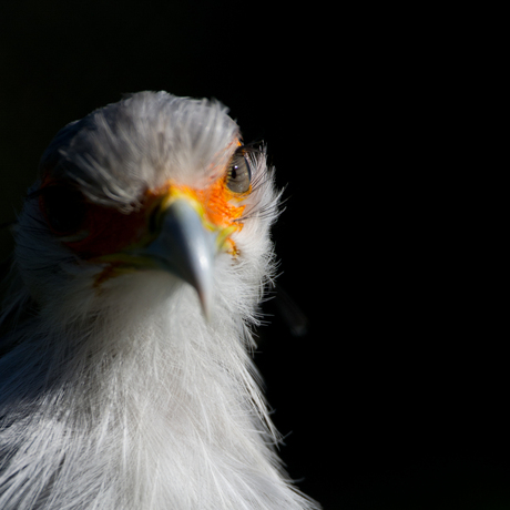 Secretarisvogel