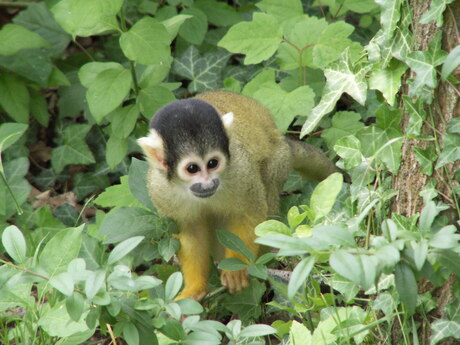Aapje in t Gaiapark te Kerkrade