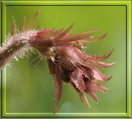 Bloemknop Heuchera.