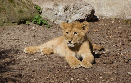 Baby leeuw