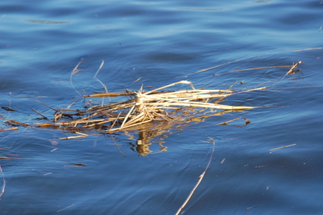 riet in water