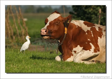 Koereiger