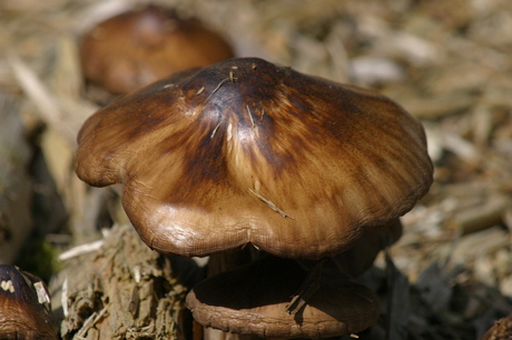 Lente paddenstoel