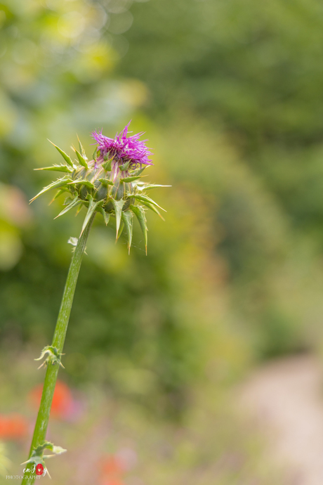 Distel