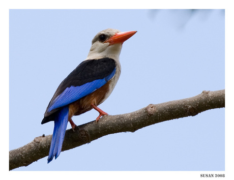 Grijskop ijsvogel