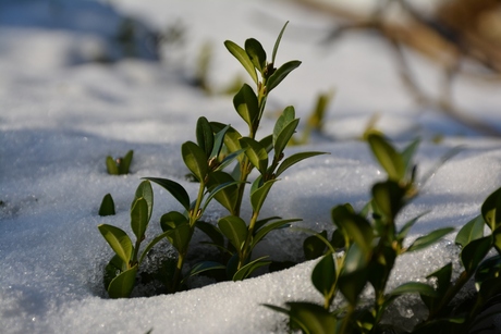 Winter dichtbij