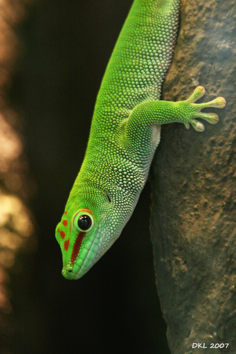 Gekko