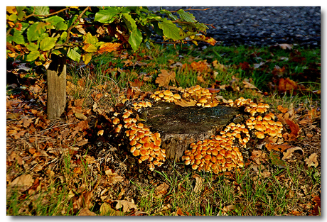 Op zoek naar paddestoelen