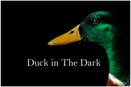 Duck in The Dark