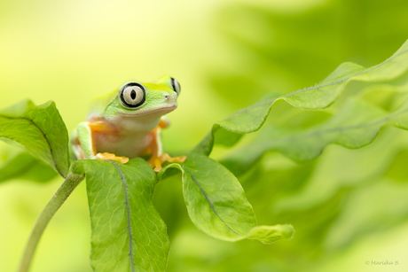 Lemur leaf frog