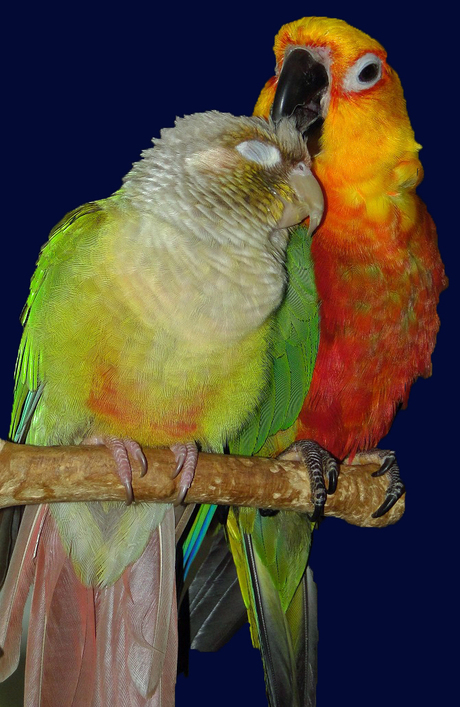 Mijn Jendayaparkiet Jopie & zijn geliefde Pyrrhura Kiwi. 9-3-2012 (127)