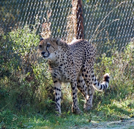 een cheeta