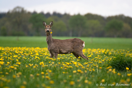 Reegeit met paardenbloem