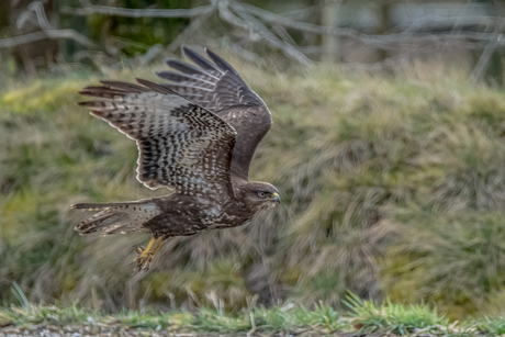 Buizerd 1