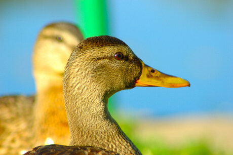 Duck