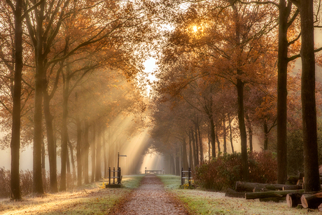 Rays of light