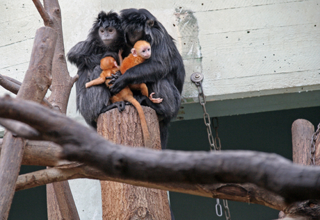 apenfamilie: gezellig en zorgzaam