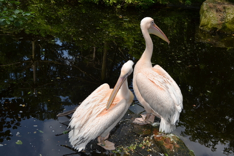 Roze Pelikanen