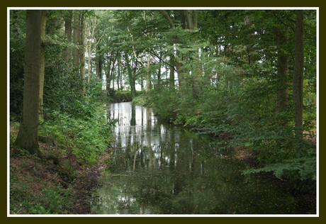 Beekje in het bos