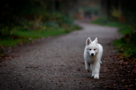 witte herder in het bos