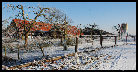 Pruimboom in de Winter