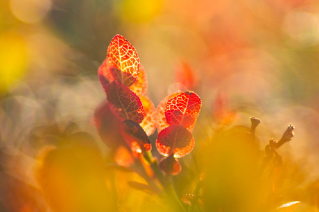 Macro herfst