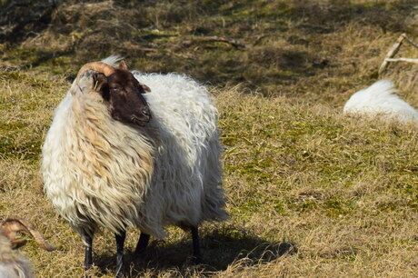 Schaap in de wind