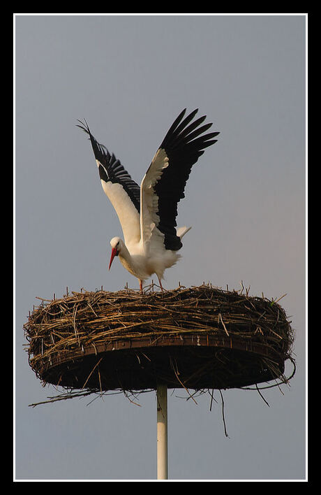 veilig op t nest