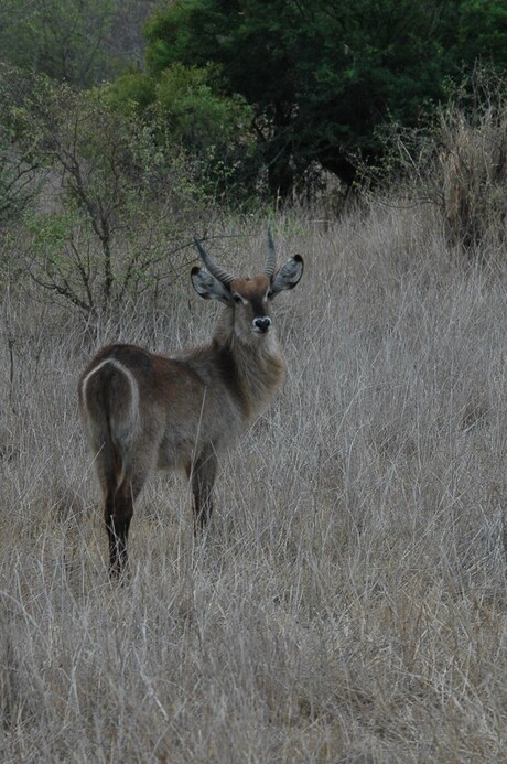 Waterbuck