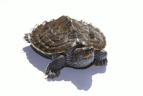 logeer schildpad 3