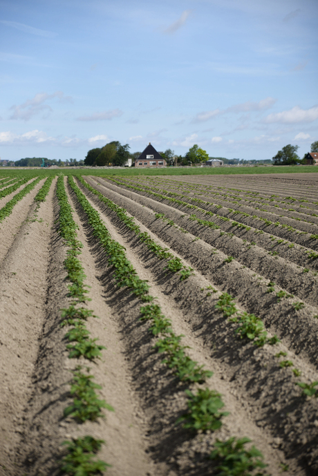 Aardappelveld in Boer (Friesland)