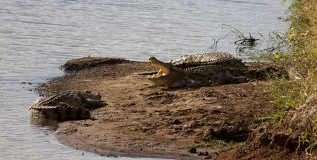Zonnebadende krokodillen